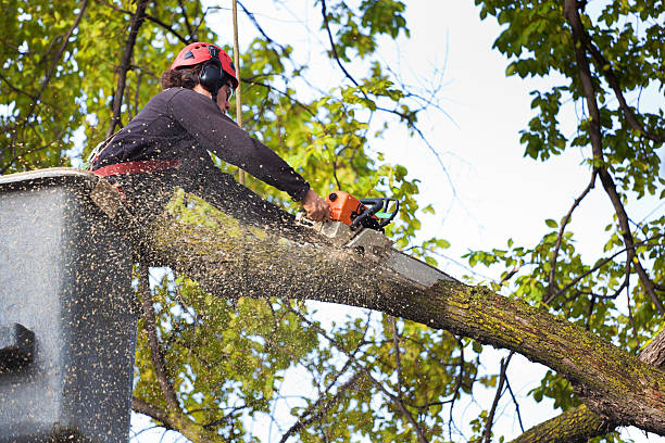 Cary, NC Tree Services Company